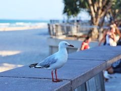 -黄金海岸