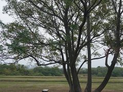 -盘龙城国家考古遗址公园