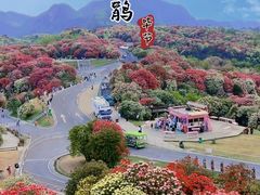 -贵州百里杜鹃风景名胜区