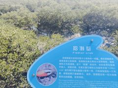 -北海金海湾红树林生态旅游区