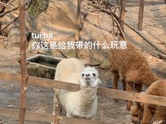 -青岛森林野生动物世界