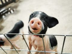 -前小桔亲子创意农场·草莓采摘·露营烧烤