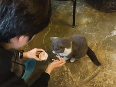-猫猫幼稚园·撸猫·桌游·电玩
