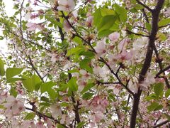 -武汉大学-樱园
