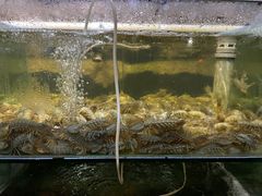 -同道蒸汽海鲜烧烤自助(刘庄夜市店)