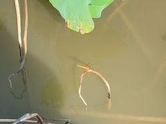 -漩门湾国家湿地公园