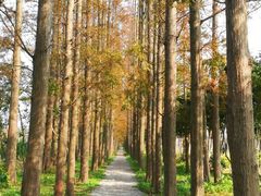 -上海长兴岛郊野公园