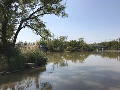 -上海长兴岛郊野公园