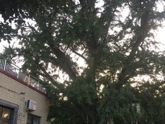 -康陵正德春饼宴26号