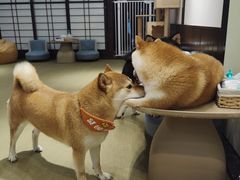 -逗柴咖啡屋·狗咖猫咖宠物桌游