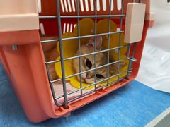 -纳吉亚猫专科动物诊疗中心(蒋宅口分院)