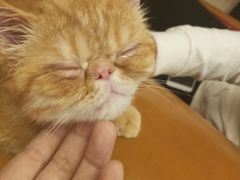 -猫咪咖啡店(新城大街店)