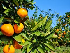 -前小桔亲子创意农场·草莓采摘·露营烧烤