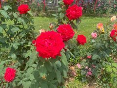 -武汉紫薇都市田园