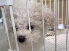 -翊宠yipet猫狗购宠庄园犬舍•猫舍