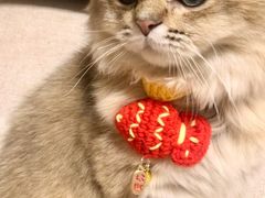 -猫大福·Fortune Cat猫舍(百子湾店)