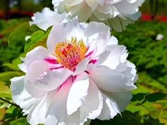 -莲花池公园