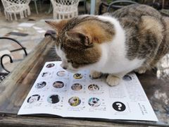 -喵屿·大理花园猫咖