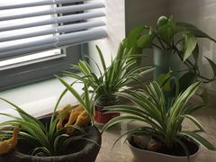 -新湖明珠城