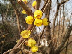 -三圣花乡旅游区