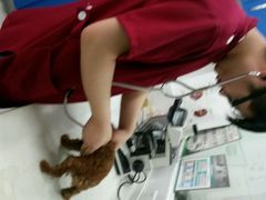 android_upload_pic-芭比堂动物医院(广州爱宠下渡路分院)