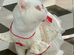 -喜狗宠物生活馆(岳州路店)