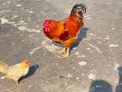 -西霞口神雕山野生动物世界