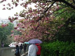 -武汉大学-樱园