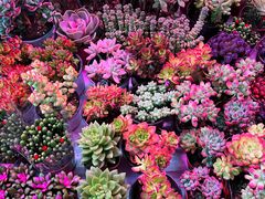 -花鸟鱼虫鲜花绿植市场(玉泉路店)