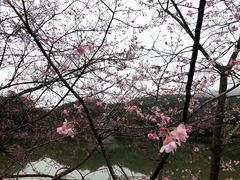 -广州市石门国家森林公园
