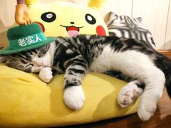 -绒爪撸猫下午茶·猫咖