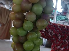 -马陆小张葡萄园农家乐