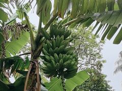 -云溪植物园