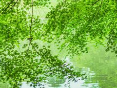 -柳浪闻莺公园