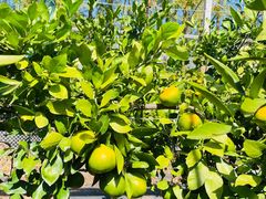 -前小桔亲子创意农场·草莓采摘·露营烧烤