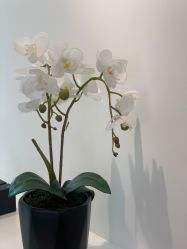-芙芬芳·半永久纹眉