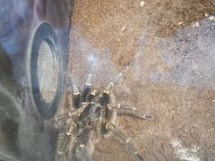 -上海大自然野生昆虫馆