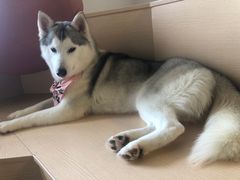 -Husky Go! 哈士奇体验馆·宠物咖啡厅狗咖