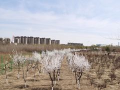-丁香湖公园