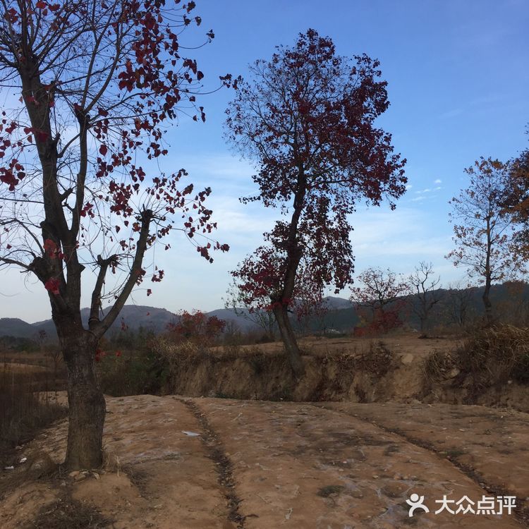 大悟红叶早已向往，今天终于来到四姑镇红叶景区