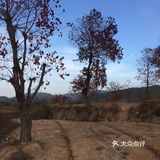 大悟红叶早已向往，今天终于来到四姑镇红叶景区