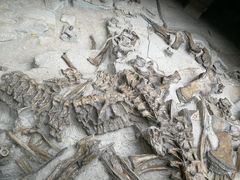 景点-自贡恐龙博物馆