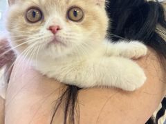 -小猫来了·猫舍(红山六九七九店)