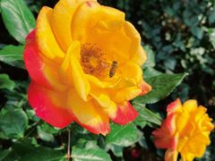 -人民公园(罗湖区)