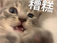 -艾贝尔宠物医院 ·内科全科(梁溪路店)