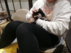 -逗柴咖啡屋·狗咖猫咖宠物桌游