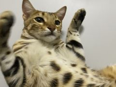 -福茂源横山铁锅羊肉(牡丹园店)