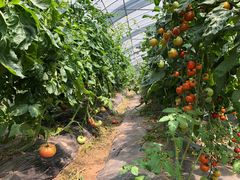 -前小桔亲子创意农场·草莓采摘·露营烧烤