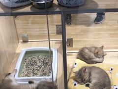 -屋虎猫馆(宝安大仟里店)