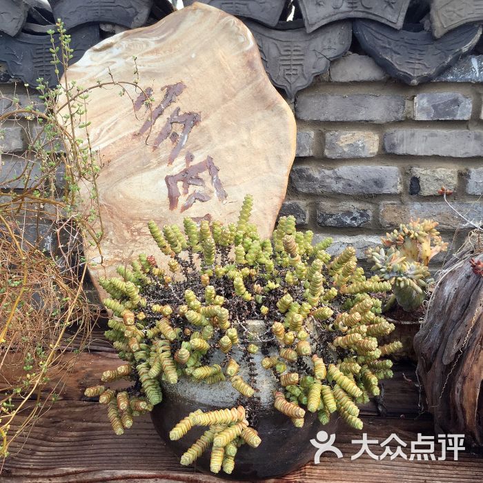 景天韵多肉园艺馆图片 - 第63张